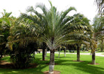 Dypsis decaryi | Triangle Palm | 5_Seeds