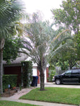 Dypsis decaryi | Triangle Palm | 5_Seeds