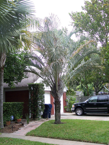 Dypsis decaryi | Triangle Palm | 5_Seeds