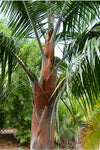 Dypsis leptocheilos | Teddy Bear & Redneck Palm | 10_Seeds