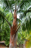 Dypsis leptocheilos | Teddy Bear & Redneck Palm | 10_Seeds