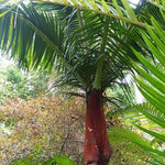 Dypsis leptocheilos | Teddy Bear & Redneck Palm | 10_Seeds