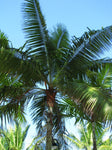 Dypsis leptocheilos | Teddy Bear & Redneck Palm | 10_Seeds