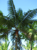 Dypsis leptocheilos | Teddy Bear & Redneck Palm | 10_Seeds