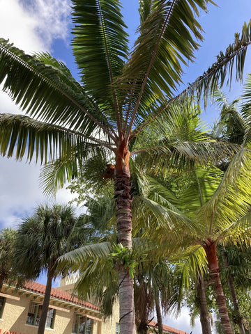 Dypsis leptocheilos | Teddy Bear & Redneck Palm | 10_Seeds