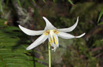 Erythronium oregonum | Giant White Fawnlily & Oregon Fawn-Lily | 20_Seeds
