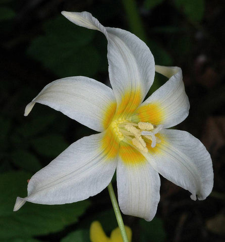Erythronium oregonum | Giant White Fawnlily & Oregon Fawn-Lily | 20_Seeds