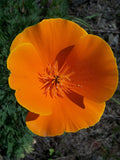 Eschscholzia californica | California Poppy & Sunlight | Cup of Gold | 100_Seeds