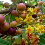 Grewia asiatica | Phalsa | Indian Sherbet Berry | 10_Seeds