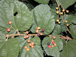 Grewia asiatica | Phalsa | Indian Sherbet Berry | 10_Seeds