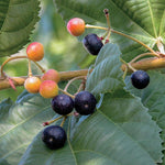 Grewia asiatica | Phalsa | Indian Sherbet Berry | 10_Seeds