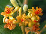 Grewia asiatica | Phalsa | Indian Sherbet Berry | 10_Seeds
