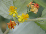Grewia asiatica | Phalsa | Indian Sherbet Berry | 10_Seeds