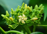 Gymnema sylvestre | Gurmari | Periploca of the Woods | 20_Seeds