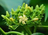 Gymnema sylvestre | Gurmari | Periploca of the Woods | 20_Seeds