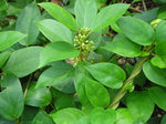 Gymnema sylvestre | Gurmari | Periploca of the Woods | 20_Seeds