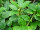 Gymnema sylvestre | Gurmari | Periploca of the Woods | 20_Seeds
