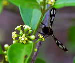 Gymnema sylvestre | Gurmari | Periploca of the Woods | 20_Seeds