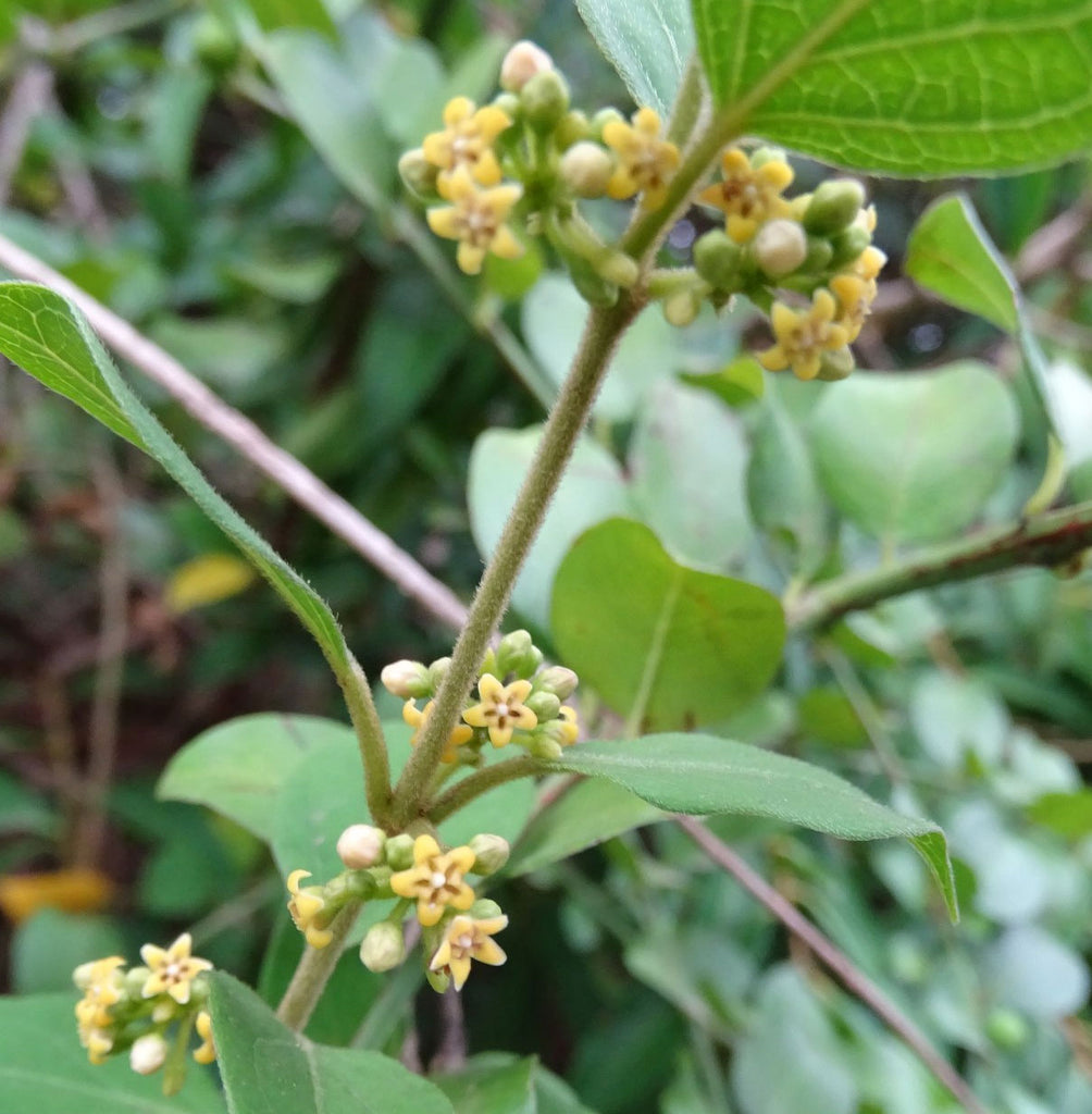 gurmar plant seeds Gymnema sylvestre | Gurmari | Periploca of the Woods