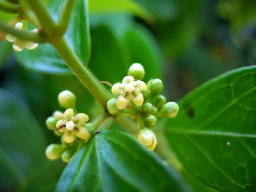 gurmar plant seeds Gymnema sylvestre | Gurmari | Periploca of the Woods