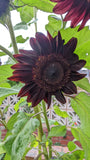 Helianthus annuus Black Magic | 10_Seeds
