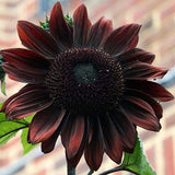 Helianthus annuus Black Magic | 10_Seeds