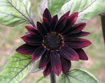 Helianthus annuus Black Magic | 10_Seeds