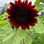 Helianthus annuus Black Magic | 10_Seeds