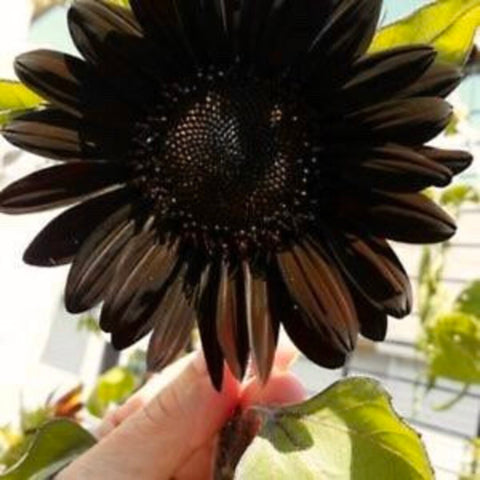 Helianthus annuus Black Magic | 10_Seeds