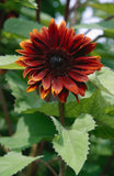 Helianthus annuus Claret | 10_Seeds
