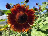 Helianthus annuus Claret | 10_Seeds