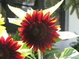 Helianthus annuus Claret | 10_Seeds