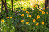 Heliopsis helianthoides | Rough & Smooth Oxeye | False Sunflower | 20_Seeds