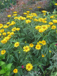 Heliopsis helianthoides | Rough & Smooth Oxeye | False Sunflower | 20_Seeds