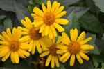 Heliopsis helianthoides | Rough & Smooth Oxeye | False Sunflower | 20_Seeds