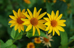 Heliopsis helianthoides | Rough & Smooth Oxeye | False Sunflower | 20_Seeds
