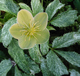 Helleborus argutifolius Pacific Frost | Corsican Hellebore | 10_Seeds