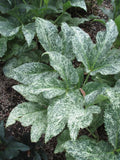 Helleborus argutifolius Pacific Frost | Corsican Hellebore | 10_Seeds