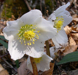 Helleborus niger | Lenten & Christmas Rose | Black Hellebore | 10_Seeds