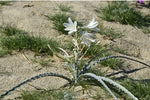 Hesperocallis undulata | Desert Lily | 10_Seeds