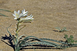 Hesperocallis undulata | Desert Lily | 10_Seeds