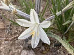 Hesperocallis undulata | Desert Lily | 10_Seeds