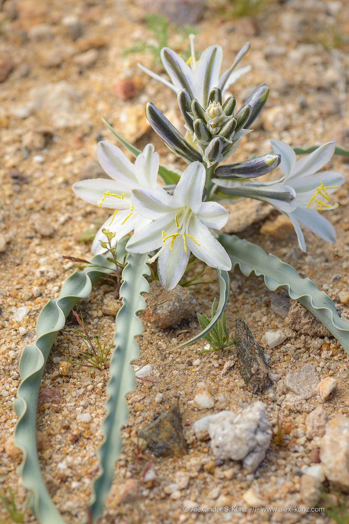 desert lily flower Hesperocallis undulata | Desert Lily