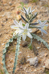 Hesperocallis undulata | Desert Lily | 10_Seeds