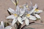 Hesperocallis undulata | Desert Lily | 10_Seeds