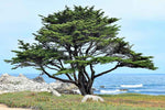 Hesperocyparis macrocarpa | Cupressus | Monterey Cypress | 10_Seeds