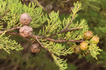 Hesperocyparis macrocarpa | Cupressus | Monterey Cypress | 10_Seeds