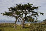 Hesperocyparis macrocarpa | Cupressus | Monterey Cypress | 10_Seeds