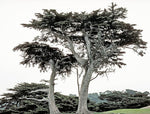 Hesperocyparis macrocarpa | Cupressus | Monterey Cypress | 10_Seeds