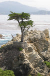Hesperocyparis macrocarpa | Cupressus | Monterey Cypress | 10_Seeds